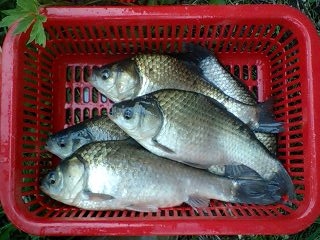 100606_karisato13310007.JPG